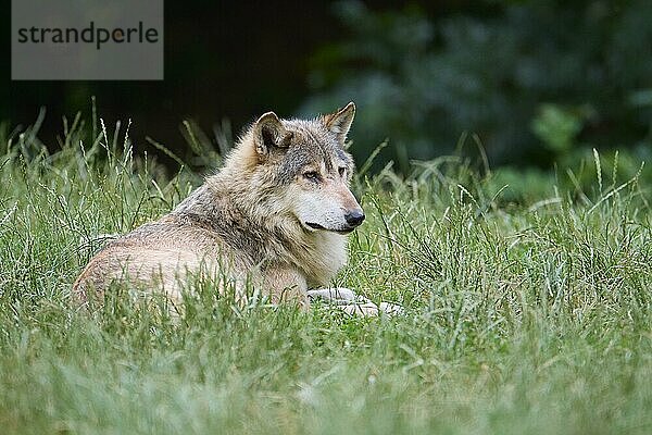 Timberwolf (Canis lupus)  erwachsen liegend  captive  Deutschland  Europa