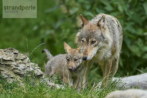 Timberwolf (Canis lupus)  erwachsen mit Jungtier  captive  Deutschland  Europa