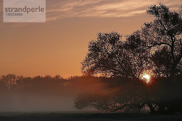 Nebelstimmung bei Gegenlicht am Morgen  Biosphärenreservat Mittlere Elbe  Sachsen-Anhalt  Deutschland  Europa