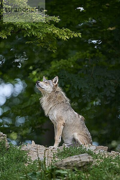 Timberwolf (Canis lupus)  erwachsen  captive  Deutschland  Europa