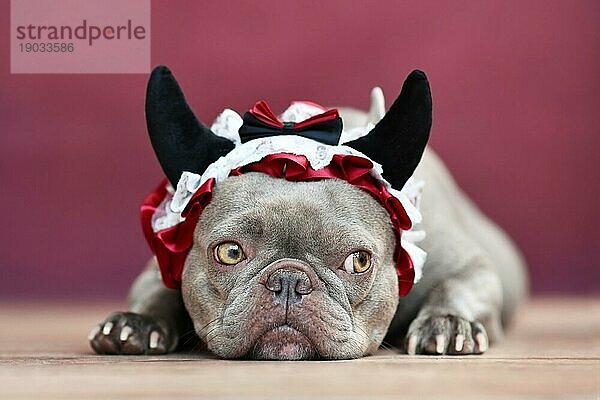 Französische Bulldogge mit rotem Teufelshorn Stirnband mit Schleife vor rotem Hintergrund