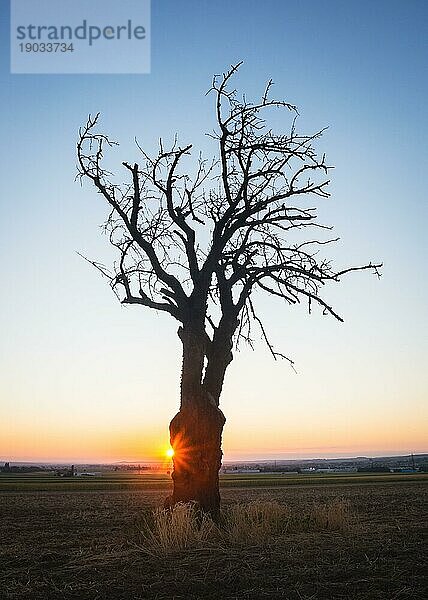 Kahler Baum bei Sonnenaufgang am Neusiedlersee im Burgenland
