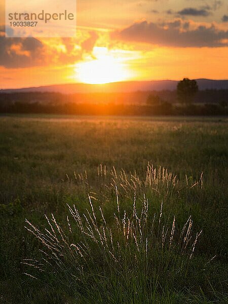 Getrocknetes Unkraut im Gegenlicht. Geringe Schärfentiefe. Atmosphäre am Ende des Sommers. Sonnenuntergang