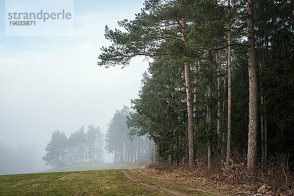 Rand eines Waldes mit Nebel in der Ferne in Niederösterreich