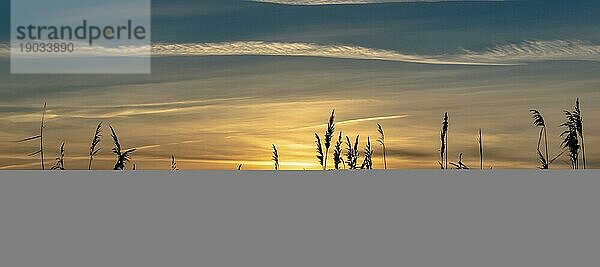 Schöner Sonnenuntergang auf dem Lande in der Abenddämmerung mit der Silhouette von Ähren im Vordergrund