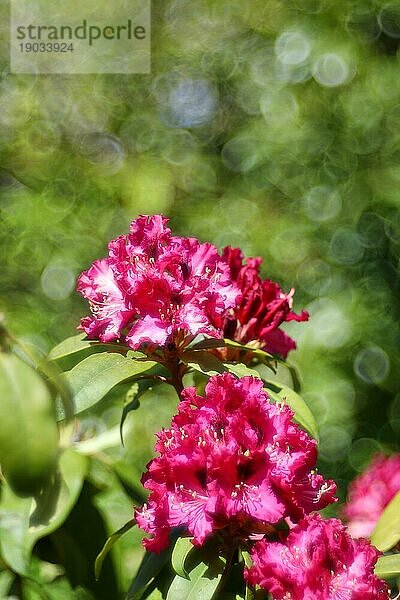 Rote Rhododendronblüte (Rhododendron)  mit Bokeh im Hintergrund  in einem Garten  Wilden  Nordrhein-Westfalen  Deutschland  Europa