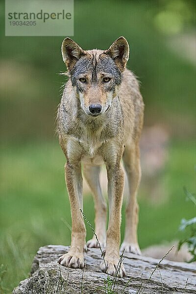 Timberwolf (Canis lupus)  erwachsen  captive  Deutschland  Europa