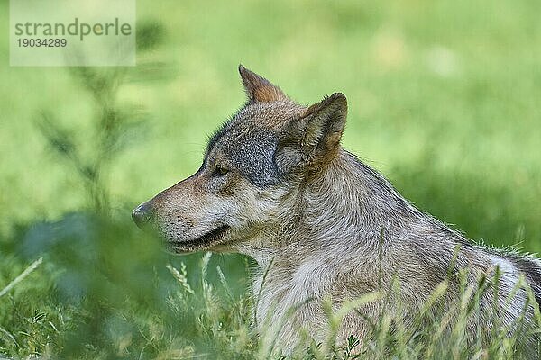 Timberwolf (Canis lupus)  erwachsen liegend  captive  Deutschland  Europa