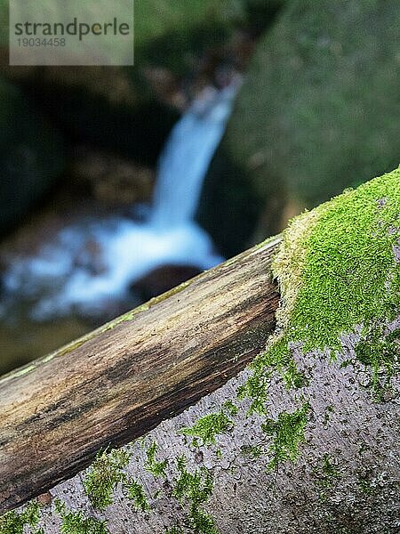 Landschaft mit wilder schöner Flora an kleinem Fluss im Wald am Berghang. Moosbewachsener umgestürzter Baumstamm und Felsbrocken mit Moosen im klaren Quellwasser. Waldlandschaft an Kaskaden in Bergbach