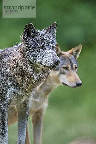 Timberwolf (Canis lupus)  zwei erwachsene Tiere  captive  Deutschland  Europa