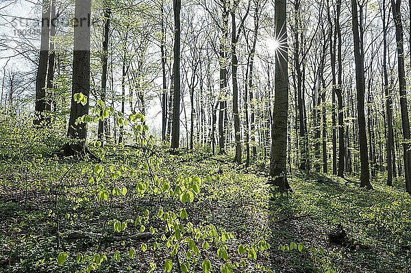 Rotbuchenwald (Fagus sylvatica) im Frühling  mit Sonnenstern  Thüringen  Deutschland  Europa