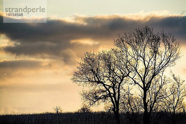 Silhouette von Bäumen bei Sonnenuntergang im Burgenland