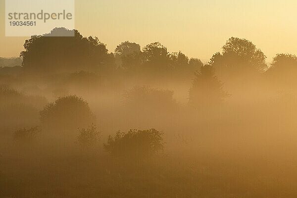 Nebel über den Wiesen bei Gegenlicht  Biosphärenreservat Mittlere Elbe  Sachsen-Anhalt  Deutschland  Europa