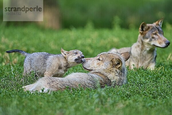 Timberwolf (Canis lupus)  zwei erwachsene Tiere liegend mit Jungtier  captive  Deutschland  Europa