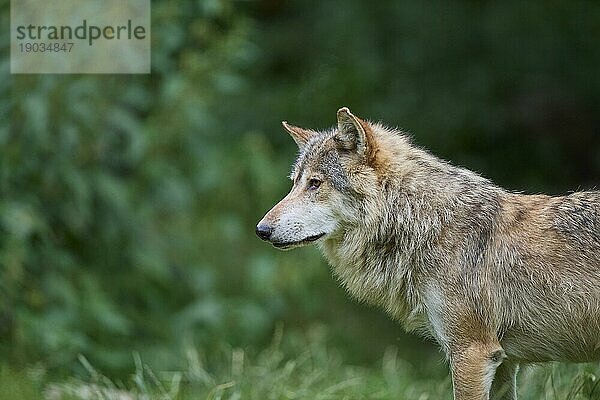 Timberwolf (Canis lupus)  erwachsen  captive  Deutschland  Europa