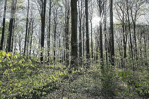 Rotbuchenwald (Fagus sylvatica) im Frühling  mit Sonnenstern  Thüringen  Deutschland  Europa