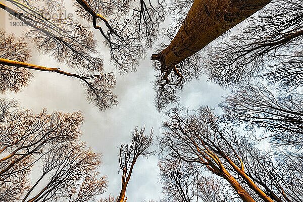 Blick durch die Baumkronen in den Himmel