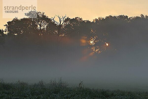 Nebelstimmung bei Gegenlicht am Morgen  Biosphärenreservat Mittlere Elbe  Sachsen-Anhalt  Deutschland  Europa