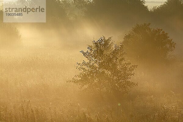 Nebel über den Wiesen bei Gegenlicht  Biosphärenreservat Mittlere Elbe  Sachsen-Anhalt  Deutschland  Europa