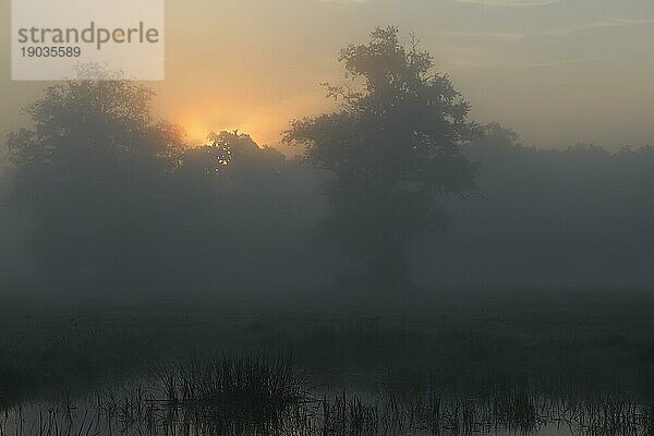 Nebelstimmung bei Gegenlicht am Morgen an einem Altwasser  Biosphärenreservat Mittlere Elbe  Sachsen-Anhalt  Deutschland  Europa