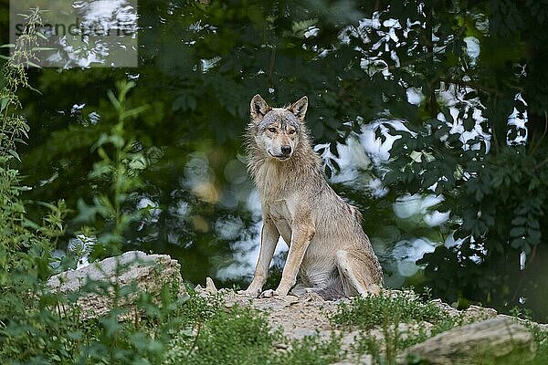 Timberwolf (Canis lupus)  erwachsen  captive  Deutschland  Europa