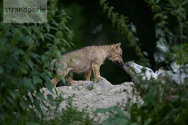 Timberwolf (Canis lupus)  erwachsen mit Jungtier  captive  Deutschland  Europa