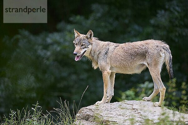 Timberwolf (Canis lupus)  erwachsen  captive  Deutschland  Europa