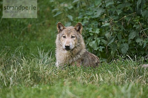 Timberwolf (Canis lupus)  erwachsen liegend  captive  Deutschland  Europa