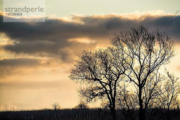 Silhouette von Bäumen in einem winterlichen Sonnenuntergang im Burgenland