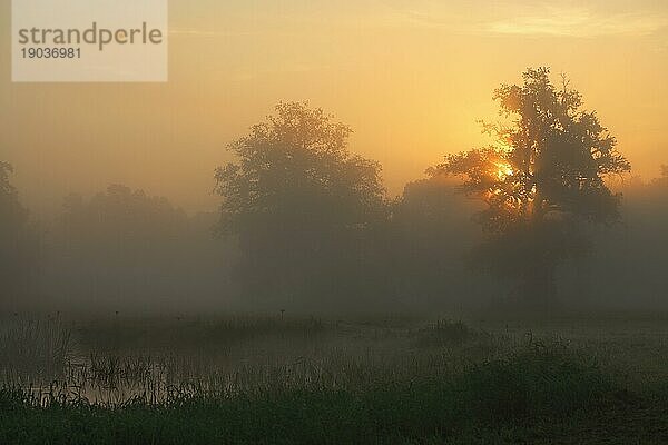 Nebelstimmung bei Gegenlicht am Morgen an einem Altwasser  Biosphärenreservat Mittlere Elbe  Sachsen-Anhalt  Deutschland  Europa