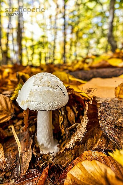 Giftige Pilze gelber Knollenblätterpilz