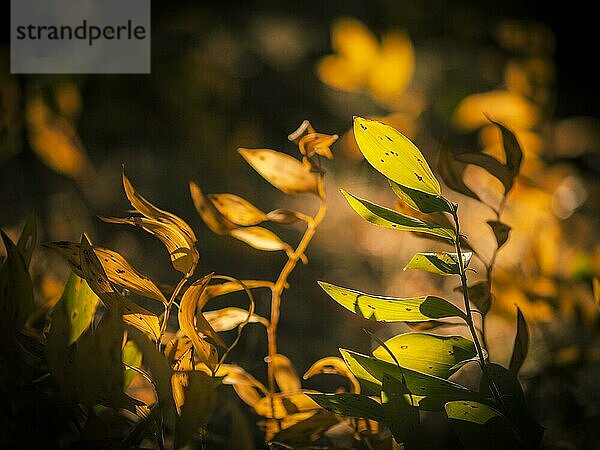 Herbstblätter mit Gegenlicht