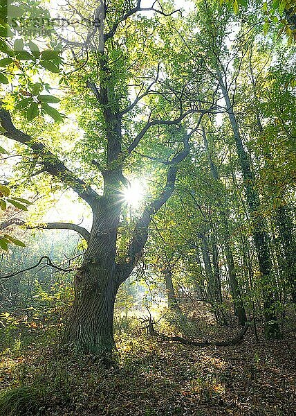 Kastanienbaum im Wald im Gegenlicht