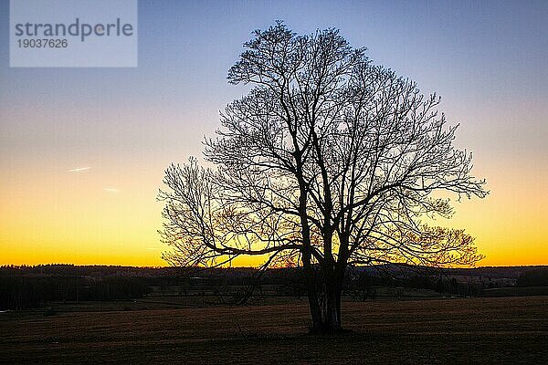 Einzeln stehender Baum im Sonnenuntergang