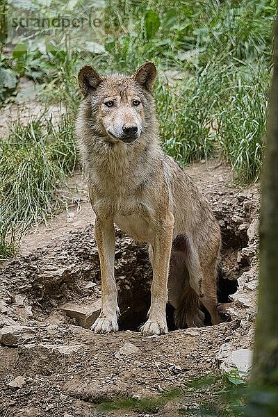 Timberwolf (Canis lupus)  erwachsen auf Höhle  captive  Deutschland  Europa