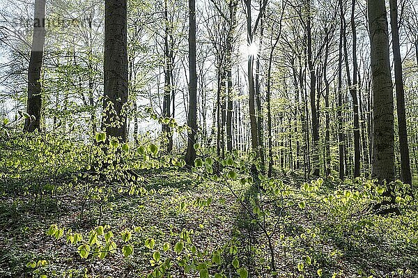 Rotbuchenwald (Fagus sylvatica) im Frühling  mit Sonnenstern  Thüringen  Deutschland  Europa