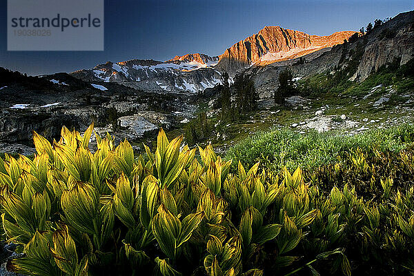 Mount Conness ist ein Berg in der Sierra Nevada in der Nähe des Saddlebag Lake Loop im östlichen Sierra High Country  Kalifornien. Das Leuchten der Maislilie im Vordergrund; September