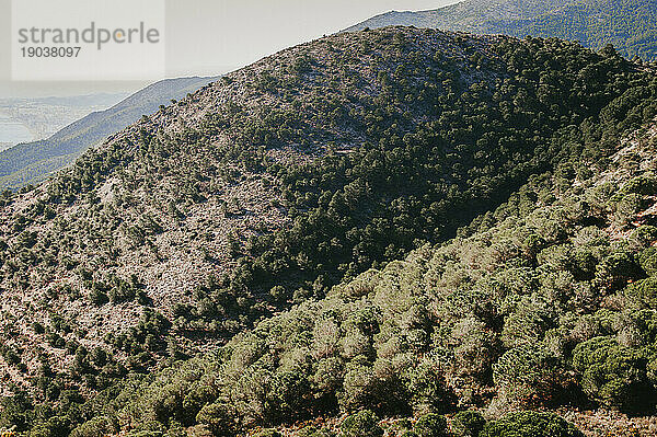 Berglandschaft mit Pinienbäumen an der Küste von Malaga