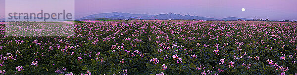 Blühende Himbeerernte bei Sonnenuntergang im Skagit Valley  Washington  USA