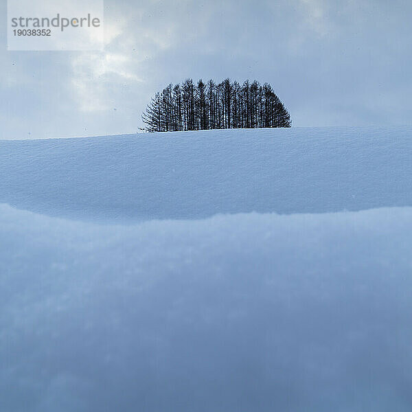 Bäume im Schnee am Mild Seven Hill  Biei  Hokkaido  Japan