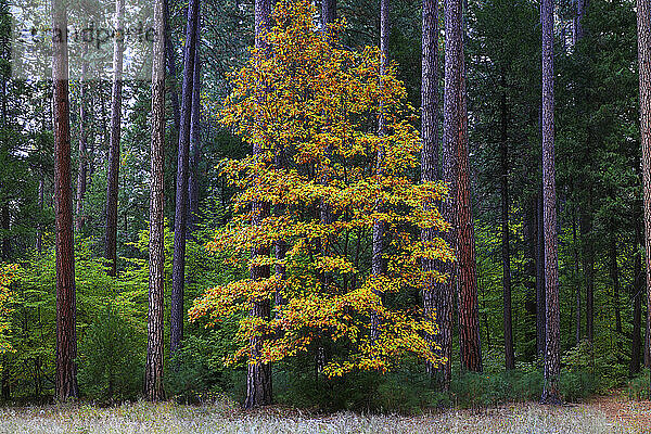 Eiche mit Herbstblättern im Yosemite-Nationalpark im Herbst 2010