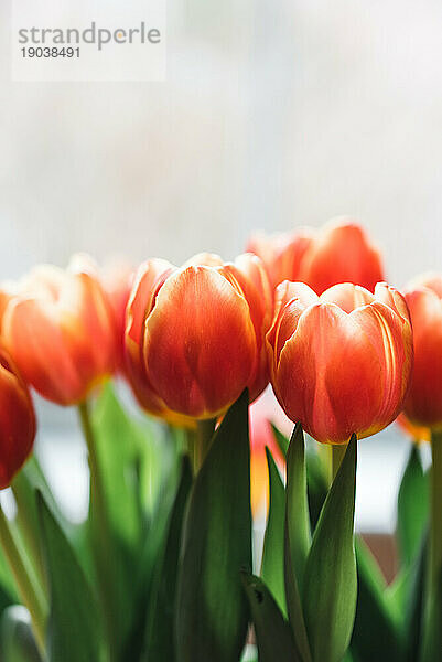 Strauß bunter orangefarbener Tulpen vor weißem Hintergrund.