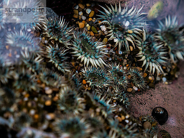 Nahaufnahme von Seeanemonen im Gezeitenbecken