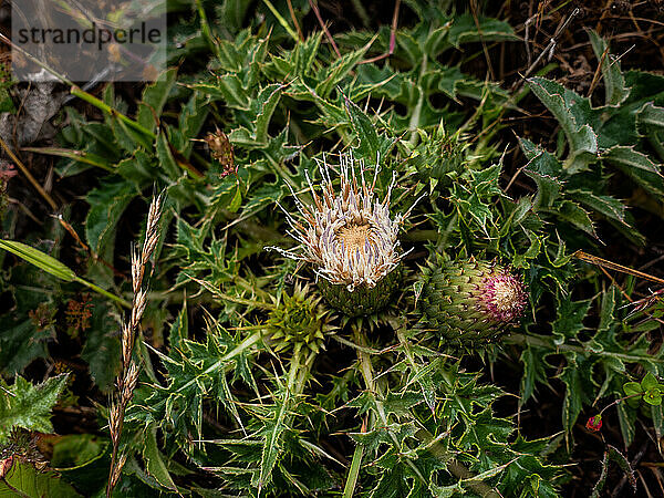 Detail der blühenden Distel