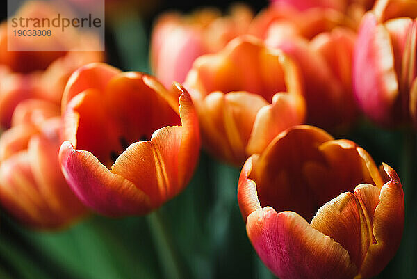 Schöne orangefarbene Tulpen in einem Blumenbeet.