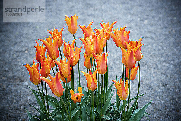 Orangefarbene Tulpen.