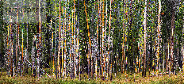 Abgestorbene Bäume säumen im Herbst 2010 den Wald im Yosemite-Nationalpark  Kalifornien.