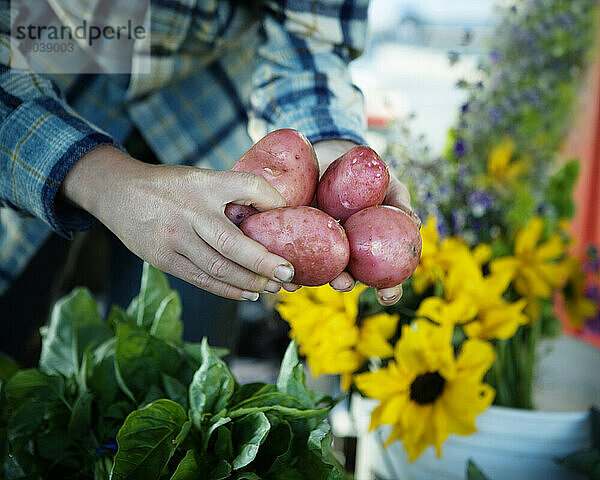 Die Hände eines Bauern halten eine Handvoll frischer roter Kartoffeln auf einem Bauernmarkt in San Francisco  Kalifornien.