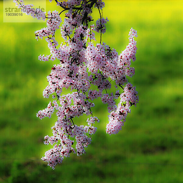 Nahaufnahme von Pflaumenbaumblüten.