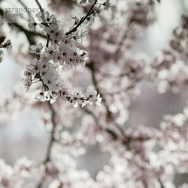 Nahaufnahme von Pflaumenbaumblüten.